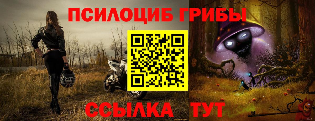 Галлюциногенные грибы прущие грибы  Великий Устюг  Галлюциногенные грибы Cubensis 